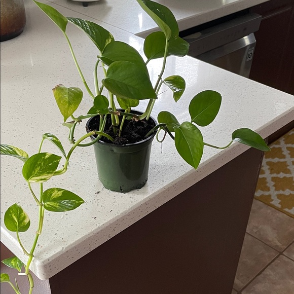 Green Potted Plant - Home Accents Decor - Picture 2 of 4